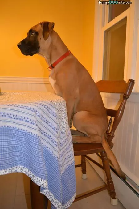 Ready For Dinner