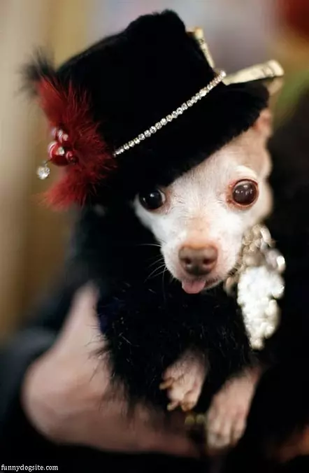 Nice Hat
