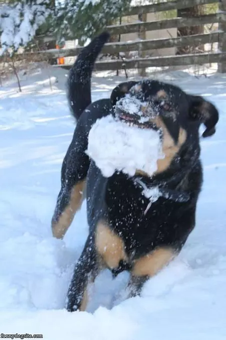 Playing In The Snow