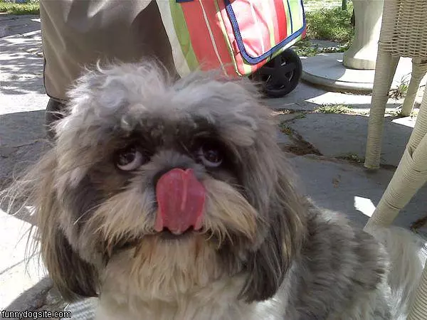 Nose Licker Chido