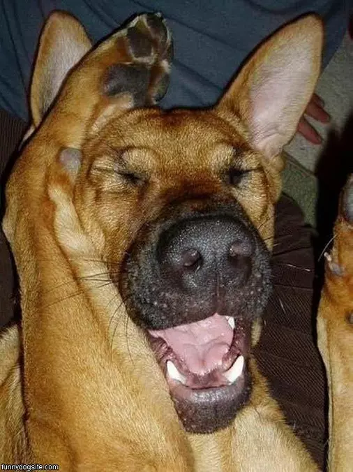 Funny Human