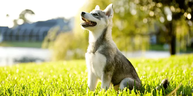 Alaskan Klee Kai Puppy