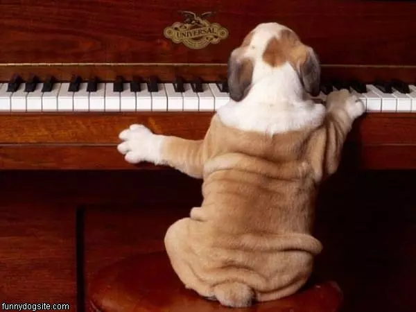 Piano Dog