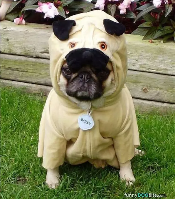The Pug Pug