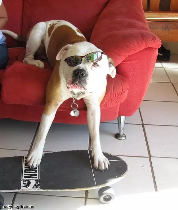 Skateboarder Dog