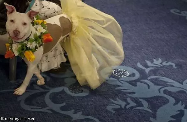 Wedding Dog