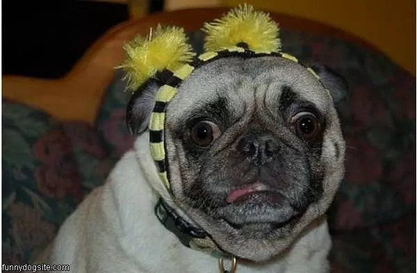 Confused Pug