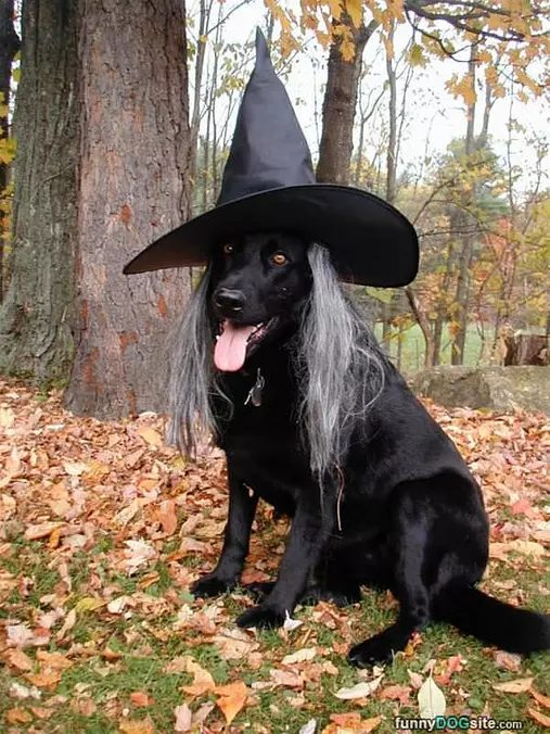 The Wicked Witch