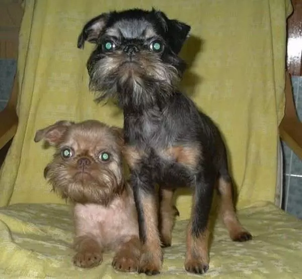 Scruffy Faces