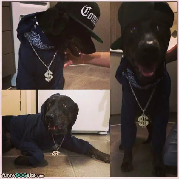 Big Dawgg