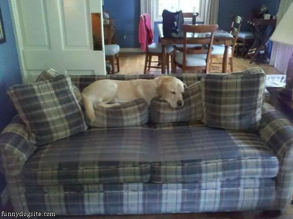 My Favorite Couch