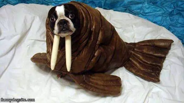 I Hate My Costume