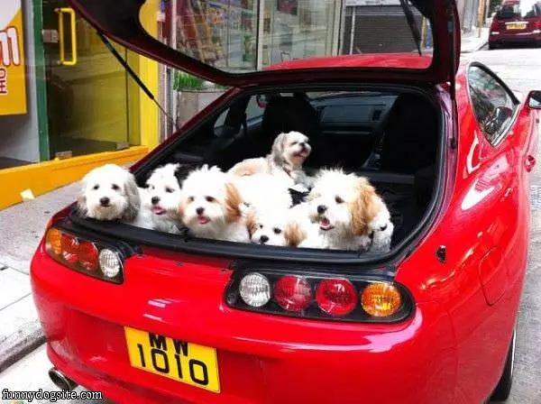 Trunk Full