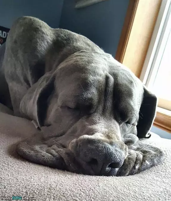 This Dog Is Melting