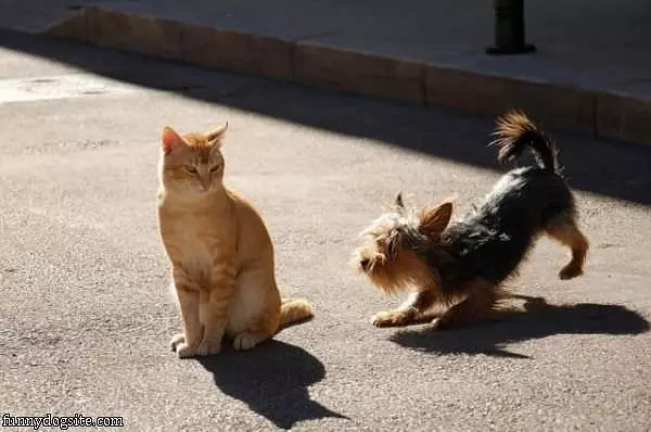 Hey Cat Lets Play