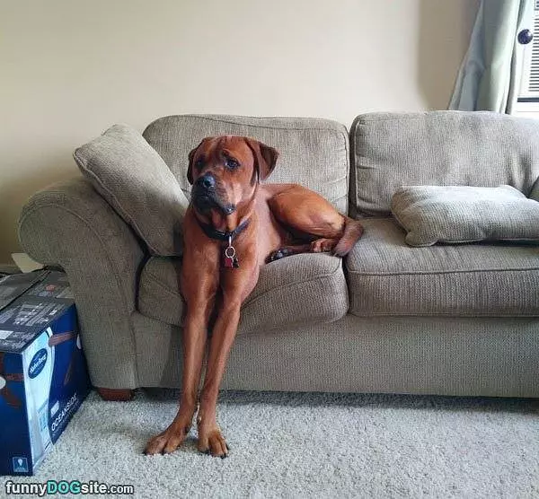 This Awesome Dog