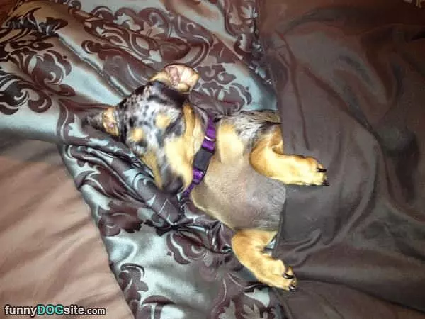 Sound Asleep