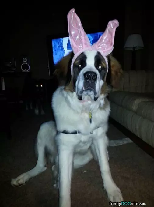 One Big Bunny