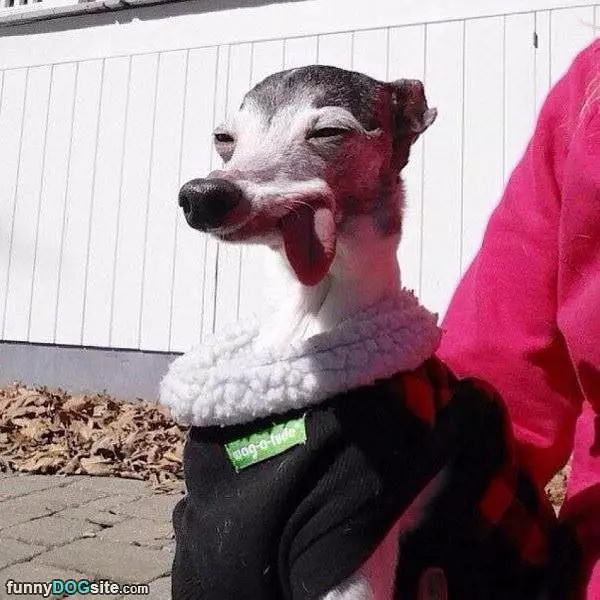 The Derp Dog