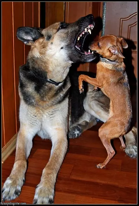 Dentist Dog