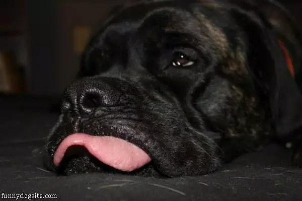 Tongues Out