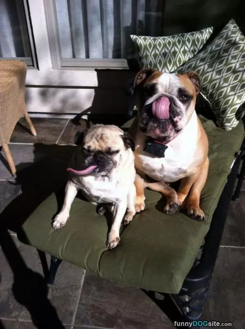 Those Are Some Big Tongues