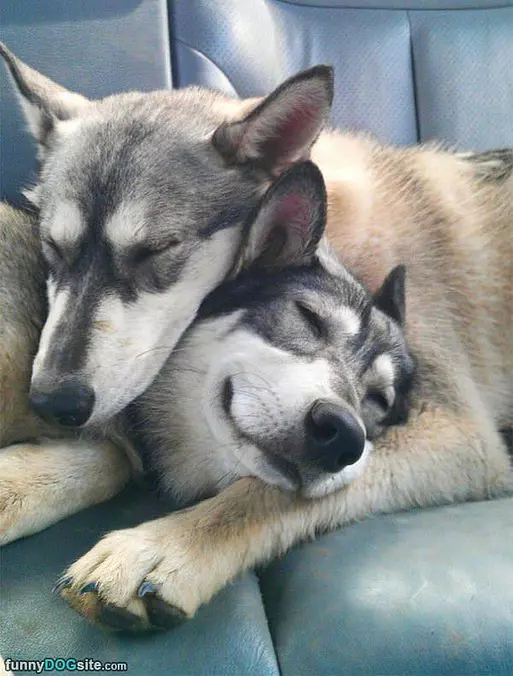 My New Pillow Is Awesome