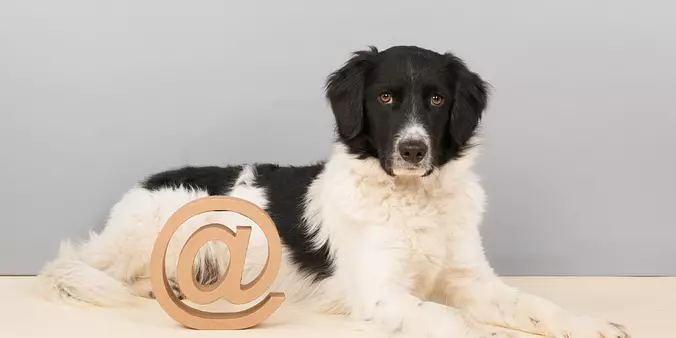 Stabyhouns dog
