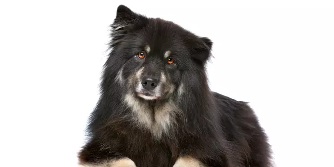 Swedish Lapphund on white b...