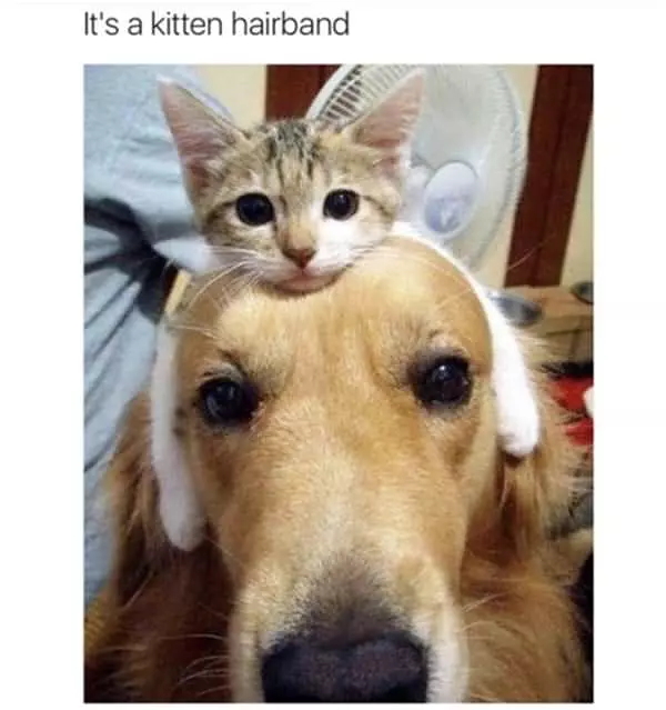 A Kitten Hairband