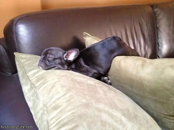 Too Lazy To Move