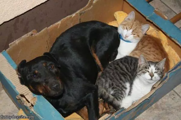 All In The Box