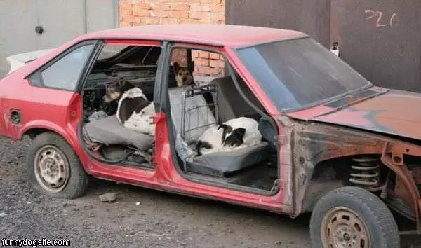 Dog Hotel