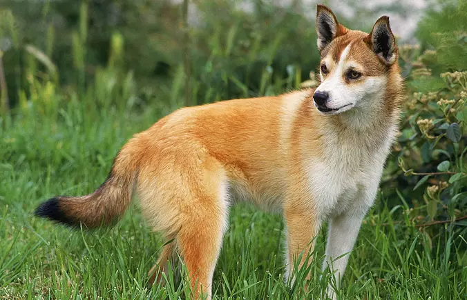 Norwegian Lundehund puppy