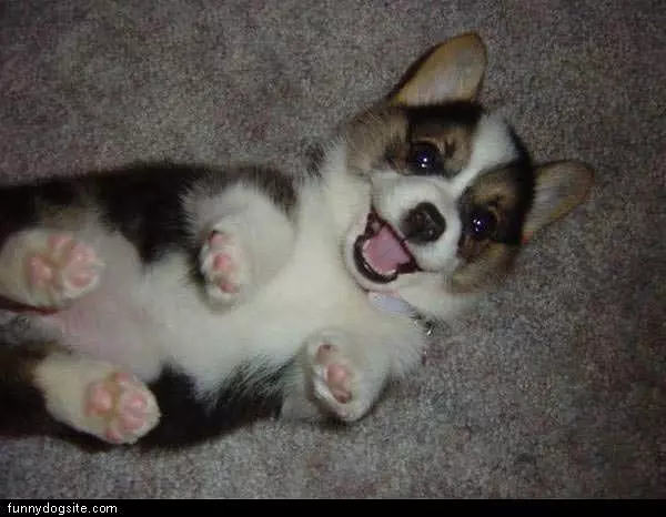 Looks Happy