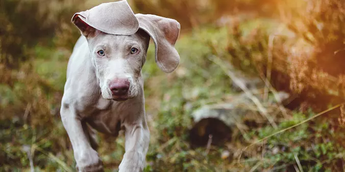 Weimaraner Puppy Outside
