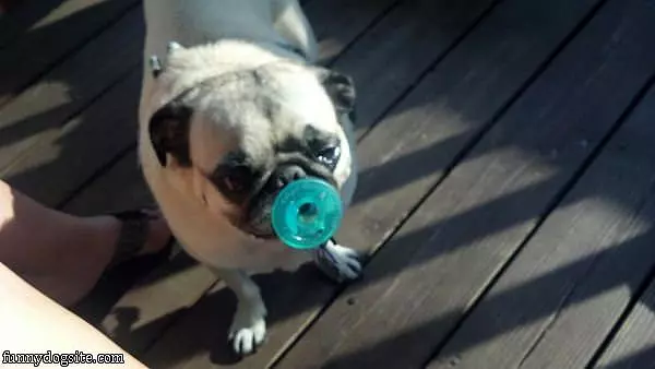 Toby With Pacifier