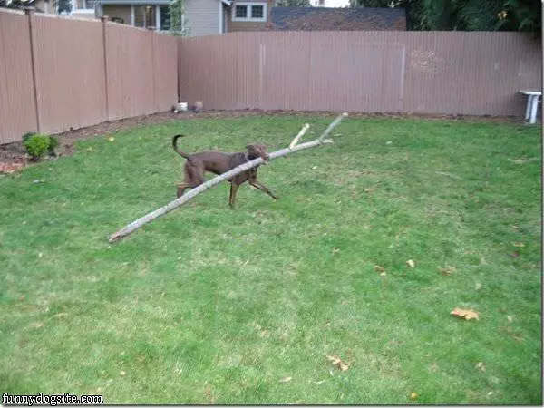 Best Fetch Ever