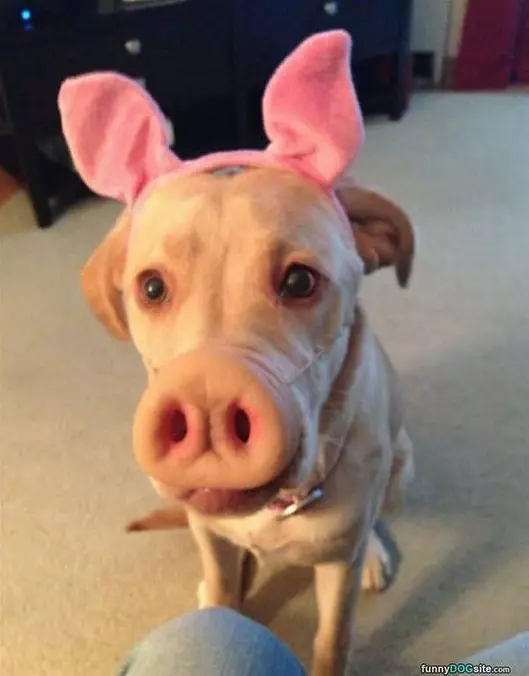 Oink Oink