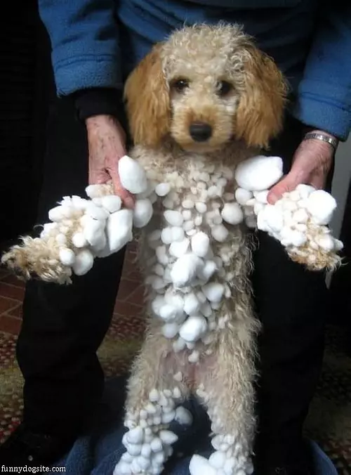 Snowball