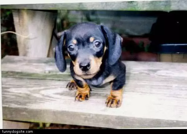 Little Baby Puppy