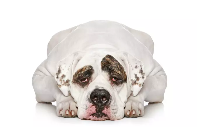 American Bulldog