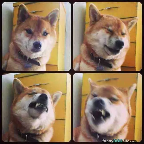 Mid Sneeze