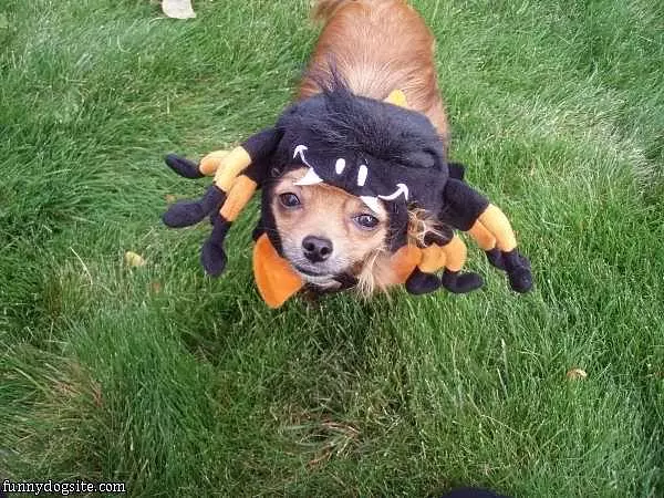 Scary Spider