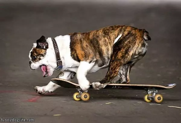 Skateboarder