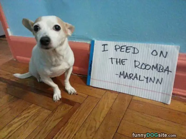 Peed On The Roomba