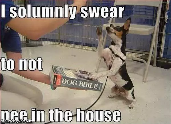 Will Not Pee In The House