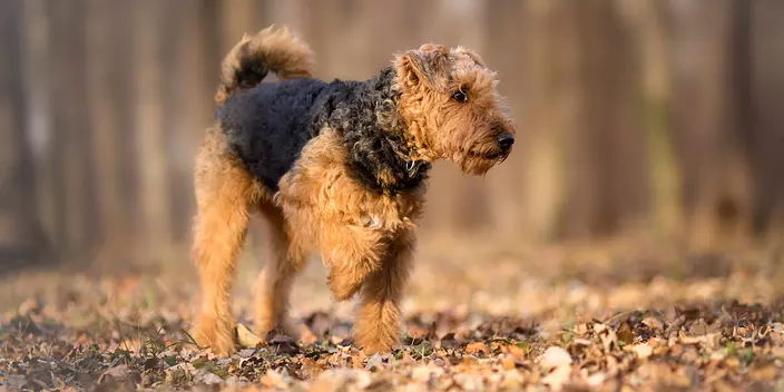 black and brown Airedale te...