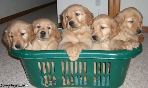 Basket Of Puppies