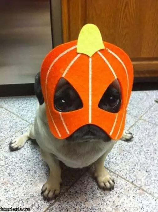 Halloween Pug